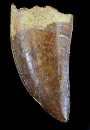 Serrated, Carcharodontosaurus Tooth #37429